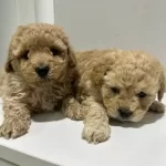 Mini Maltipoo Yavrular