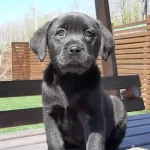 Parlak Siyah Labrador Yavru