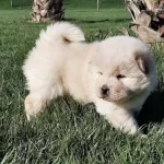 Beyaz Chow Chow Yavruları