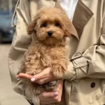 Toy Poodle Sevimli Yavrular