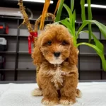 Maltipoo Cinsi Yavrular Ev Uretimi