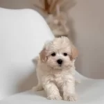 Maltese Terrier Ev Uretimi Numara Yavrularımiz