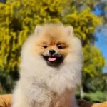 6 Aylık Disi Tedyface Pomeranian Yavrumuz