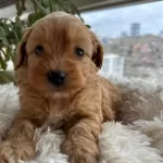 Mini Maltipoo Yavrularımız