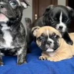 Tuvalet Egitimli Mavis Gozlu Bebeklerim