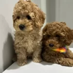 Mini Poodle Yeni Yuvalarını Arıyor