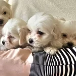 Beyaz Lokumlar Maltese Bebeklerimiz