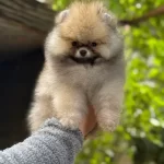 Ust Kalite Pofuduk Surat Pomeranian Boo