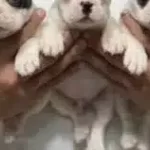 Ultra Kaliteli Asılı Saglıklı Bebekler