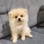 Kıpır Kıpır Iki Aylık Disi Pomeranian