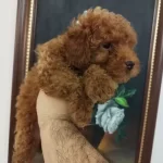 Safkan Red Brown Toy Ve Kore Disi Poodle Yavrular