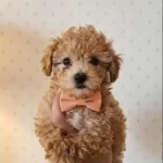 Tatlılık Abidesi Poodle Yavrularımız