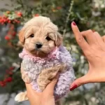 Kaliteli 2 5 Aylık Maltipoo Bebegim