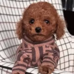 Biskuvi Tadinda Poodle Bebekler