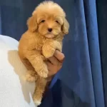 Pofidik Maltipoo Yavruları