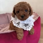 Irk Saglik Garantili Poodle Bebeklerimiz