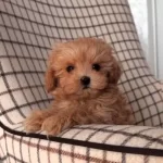 Yuz Guzeli Maltipoo Yavrularımiz