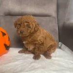 Pelus Sekerleme Red Brown Poodle Kizimiz