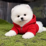 En Iyisini Isteyene Pomeranian Boo