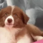 Border Collie Yavruları