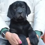 Siyah Labrador Yavrusu Ile Sadık Bir Dostluk