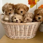 Irk Ve Sağlık Garantili Cok Minik Maltipoo Bebekler
