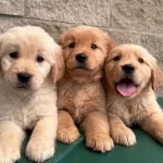 Safkan Kut Burun Golden Babyface Yavrular