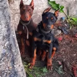 Sampiyon Soydan Doberman Yavrular
