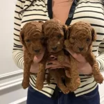 Yine Efsane Minyatur poodle Yavrularımız Hazır