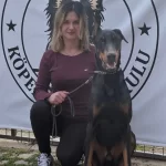 Ful Eğitimli Doberman