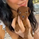 Poodle Kızıl Kıvırcık Yumaklar