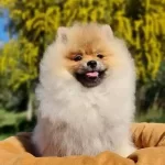 Pofuduk Bobo Yavrumuz