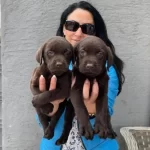 Labrador Yavrularım Sağlık Ve Irk Garantilidir