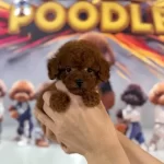 Mini Teacup Poodle Yavrumuz