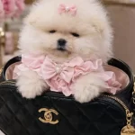 Kucuk Boy Kucuk Prenses Pomeranian Boo