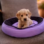 Poodle Ayarında Maltipo