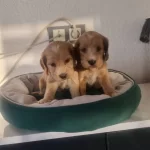 Teslime Hazır Minyatur Minnaklarım