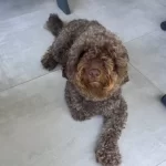 3 Yasında Eğitimli Dark Brown Poodle