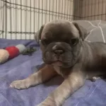 Blue Disi French Bulldog