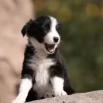 Ev Bebekleri Border Collie