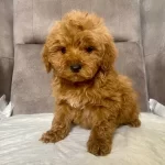 Mini Boy Maltipoo Oglumuz