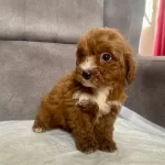 Teacup Maltipoo Oglumuz