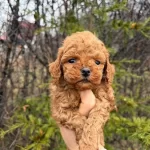 Safkan Ve Irk Garantili Yavrularımız