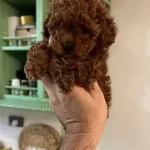 Pırıl Pırıl Kahverengi Orjinal Poodle