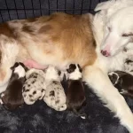 Prens Ve Prenses Border Collie Yavruları