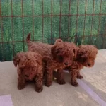 Müthiş Kore Toypoodle Teacup Bebekler