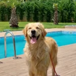 Golden Retriever Yavruları Sizleri