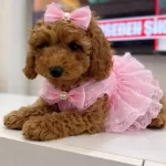 tüy Dokmeyen Poodle Yavrumuz