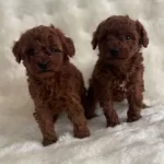 Bebek Yüz Poodle Yavrularımız