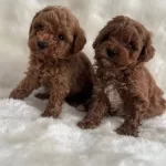 Kıvırcık Neşe Yumakları Toy Poodle Yavruları